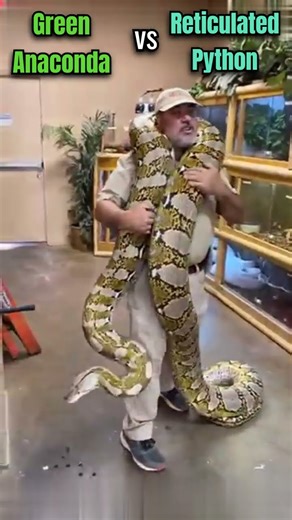 Green Anaconda vs Reticulated Python Who would win in a fight? #shorts #science #facts