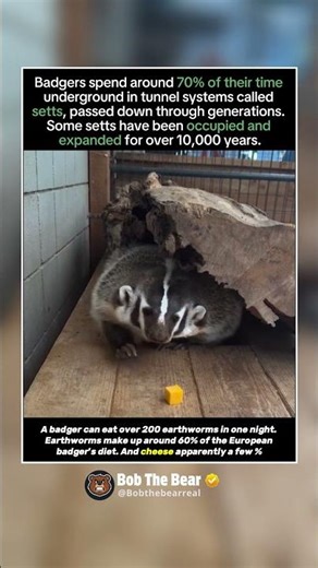 Badgers are SO Scary!