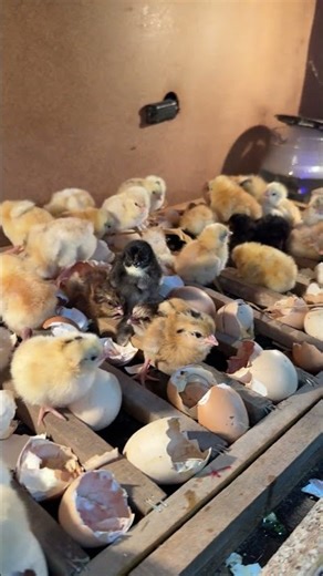 Surprising Hatching in 300 Eggs auto Incubator #mianinventions