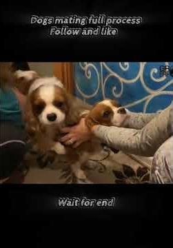 Dog Breeding Secrets | Understanding Dog Mating Behaviour #canineworld #dogfacts #doglife