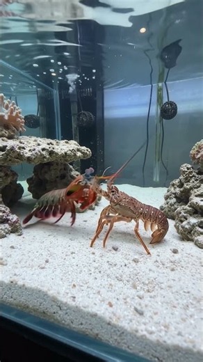 Peacock Mantis Shrimp vs Spiny Lobster & Hermit Crab – Fierce Face-Offs! 🦐🦞🦀