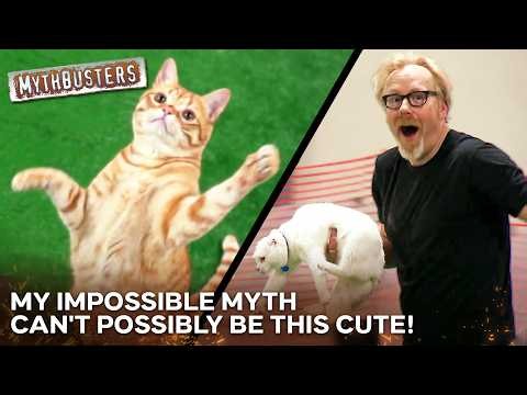 Is It Really Impossible To Herd Cats? | MythBusters