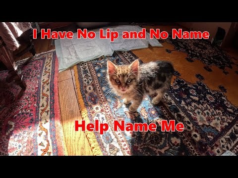 Orphan Kitty is Missing a Lip and Needs a Name