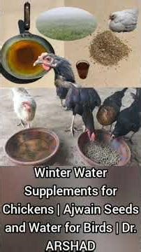 Carom Seeds as Chicken Feed Additive in Winter Season | Dr. ARSHAD