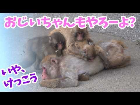 【Punch-kun🐵】The grandpa monkey caught in a baby monkey wrestling match. "Punch-kun," the Japanese...