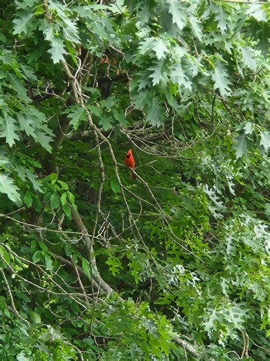 Cardinals Hummingbirds and Songbirds | Morning from CT.Heard this cardinal singing in the tree.Birdie,birdie,birdie.Cheer,cheer,cheer. | Facebook