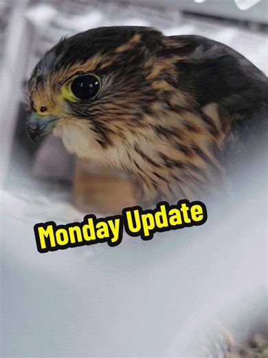 Replying to @lbrash2603 Update on Monday #Merlin #Falcon #wildliferescue #small #cuteanimals