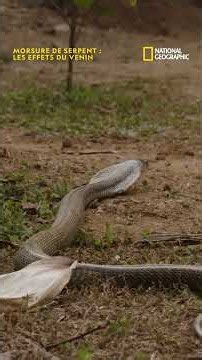 Le serpent à lunettes : une des espèces les plus dangereuses d'Inde