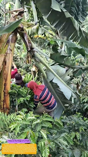 Harvesting Bounty: How Farmers Reap Nature's Sweet Rewards