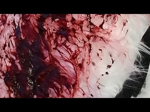 Creepy Paranormal Encounter Blast OF Strangeness Podcast Episode 6