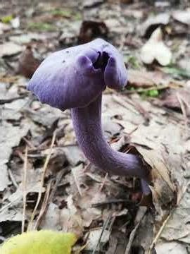 In die Pilze #mushroom #fungi #pilze #mycology #mycologie #wildlife #nature #waldbaden #hunting