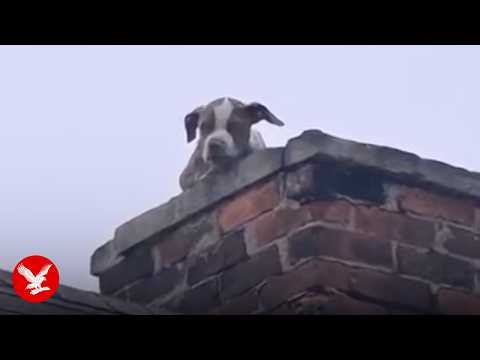 Puppy rescued from abandoned home's chimney after neighbour spotted malnourished dog