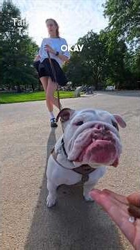 We met an adorable English Bulldog! #bulldog #dog