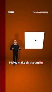 Why male flies can't stop singing love songs. #Brain #Science #BBCNews