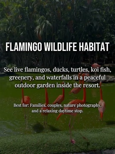 4 FREE things to do in Las Vegas!