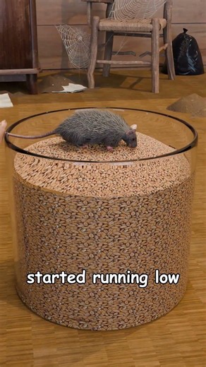 The Greedy Rat Fable 🐀