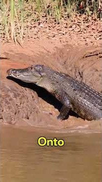 Crocodile vs Python: A Fight to the Death in the River