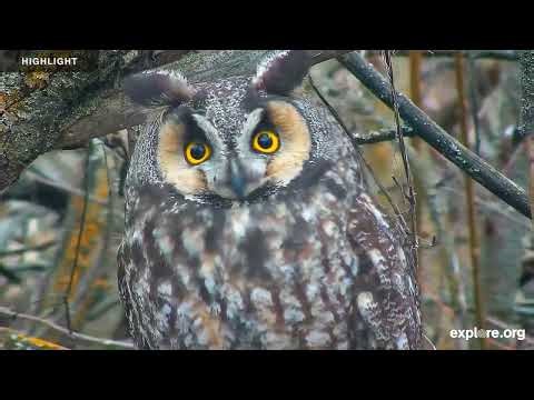Long-Eared Owl - Owl Research Institute | 2025 Highlights