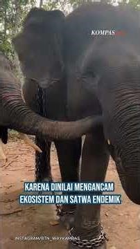 32 Ribu Hektar Zona Inti Way Kambas Akan Dialih Fungsi untuk Dagang Karbon