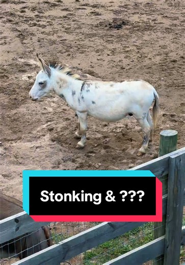 Stonking & ??? | petey the donkey