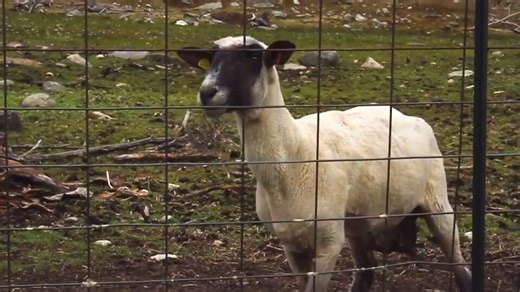 Everyone shut the fuck up and watch this video of a goat screaming.