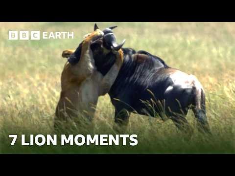 7 Unforgettable Lion Moments | BBC Earth