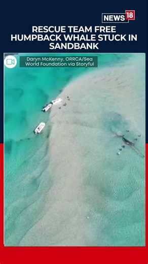 Humpback Whale Freed Twice in One Week! | Dramatic Australia Rescue | Forster 2026 | N18S