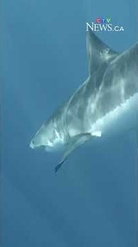Quebec diver bitten by white shark off the coast of Perce