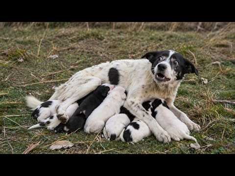 Weak Stray Mom Risks Everything to Save Her Puppies Until Love Finally Finds Them!