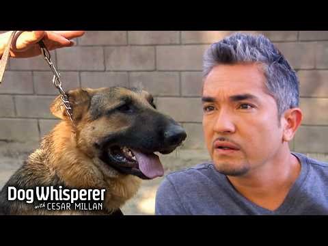 Wild Dog Refuses to be Leashed! | Dog Whisperer With Cesar Millan