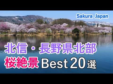 【決定版！】北信・長野県北部の桜絶景ベスト20選！ / 善光寺・松代城跡・飯山城址・臥竜公園など / Best 20 Sakura Views in North Nagano, Japan