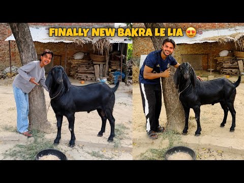 Finally Humara New Bakra Ghar aa Gaya 😍 Mashallah Qurbani ke liye Bakra Le Lia ❤️