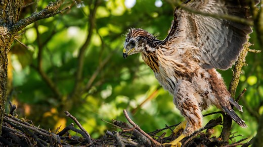 Trail camera captures a young hawk learning to fly