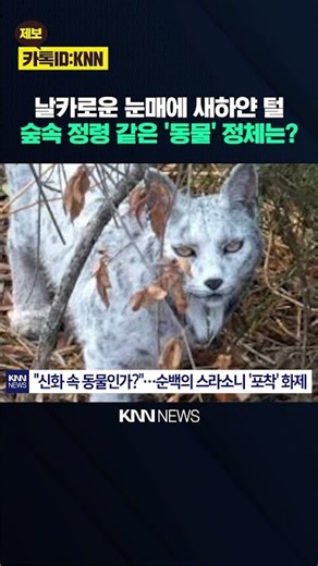 자연이 꽁꽁 숨겨온 기적의 동물? 세계 최초 순백의 '스라소니' 공개 / KNN