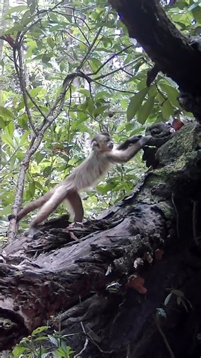 Smart Capuchin Monkey hunting for a quick snack! 🐒🎒
