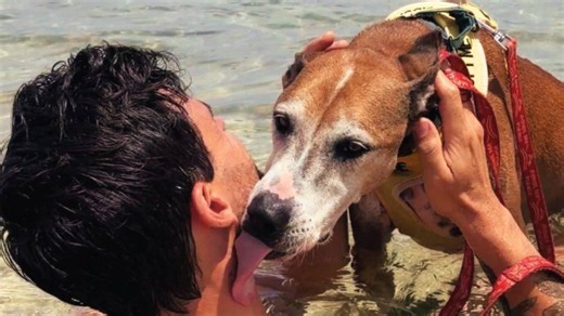 Kauaʻi Humane Society recieves $25,000 grant from Grey Muzzle Organization to support senior dogs | Kauai Now