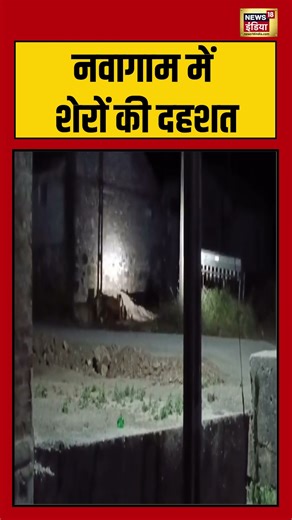 नवागाम में शेरों की दहशत #nowgam #lion #viralnews #viralshort
