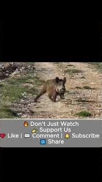 Clean Shot on a Wild Boar | Intense Boar Hunting Moment