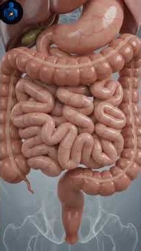 What Really Happens in Your Colon? | Large Intestine Explained