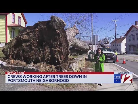 Massive tree topples over in Portsmouth after stormy weather