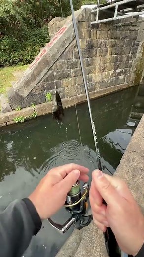 #Fish hunting #animals #fishing#hunting#shorts #viralshort