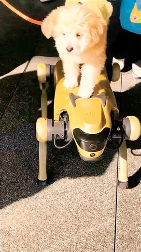 Robot Dog Becomes a Chauffeur for Real Dogs!Heartwarming Cross-Species Friendship!