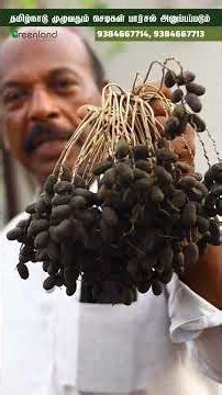Can You Grow a Date Palm on a Terrace? 🌴 Real Experience from 2010 | Greenland Nursery