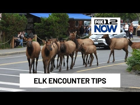 How to safely experience an elk encounter on the Oregon coast