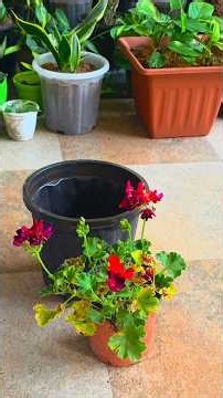 Zero Shock Geranium Repot: Easiest Way Without Damaging Roots!