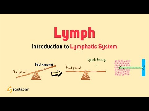 Introduction to Lymphatic System | Lymph