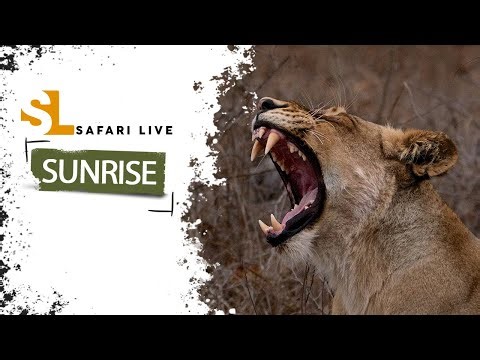 First Sandringham wild dogs - SafariLIVE Sunrise - 27 December 2025