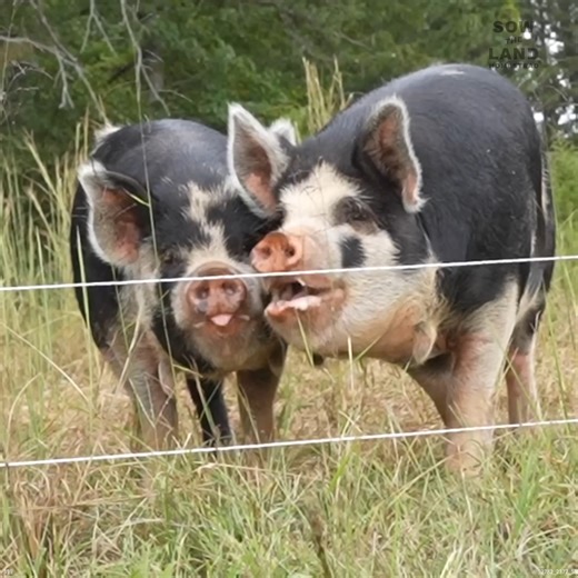 Training Our PIGS to Load Up in a Trailer #Pigs #FarmLife #FarmAnimals #Farmers | Sow the Land