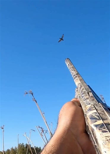 Two different types of shots with deadly results ! #duckhunting #waterfowl #hunting @bossshotshells