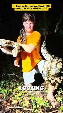 🐍 Puerto Rico Jungle Hunt | 15ft Python & Rare Wildlife 🌿🔥 #shorts #Python #ReticulatedPython